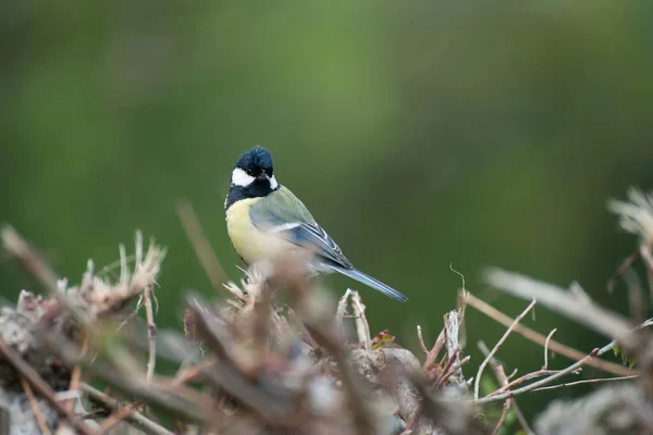 Great Tit Bird Hedge Blurred Background Closeup Parus Major England — Fotografia de Stock