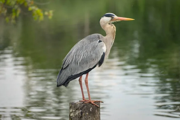 Grey Heron Sitting Stump Watching Pond England — Stockfoto