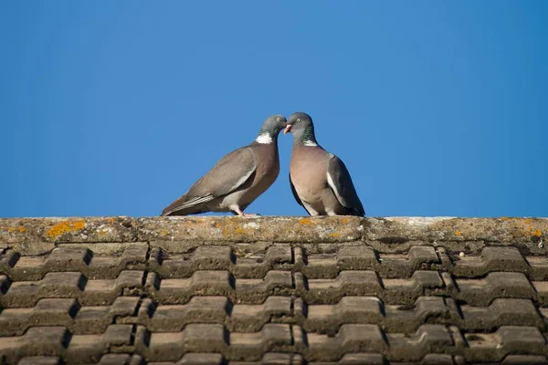 Two Pigeons Birds Love Privately Kissing Happy Roof House Romantic — Foto de Stock