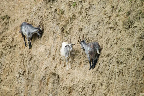Three Goats Climbing Steep Yellow Slope — Stock Fotó