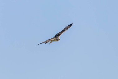 Uçan Osprey (Pandion haliaetus)