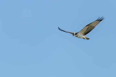 Uçan Osprey (Pandion haliaetus)