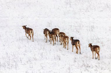 Mouflons kış vahşi doğada (ovis musimon) 