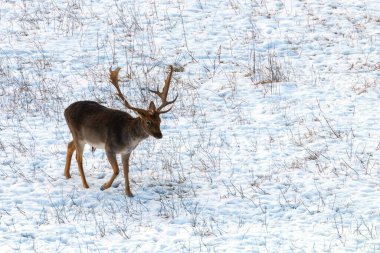 Alageyik buck kar kış manzara (Dama Dama)