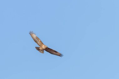 Uçuşta Yaygın Şahin (Buteo buteo) Mavi Gökyüzü