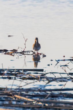 Snipe (Gallinago gallinago) Sudaki Kuş