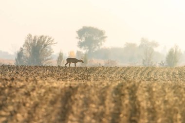 Roe Geyik Sonbaharı (Capreolus capreolus) Doğadaki Vahşi Geyik