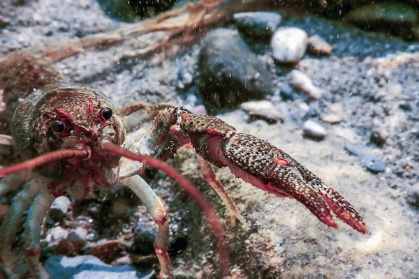 Nahaufnahme Süßwasserkrebse Unter Wasser Astacus Astacus — Stockfoto