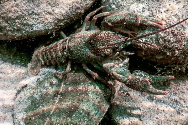 Nahaufnahme Süßwasserkrebse Unter Wasser Astacus Astacus — Stockfoto