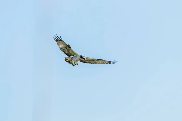 Osprey Vuelo Pandion Haliaetus —  Fotos de Stock