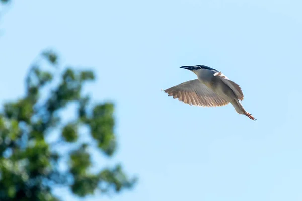 Black Crowned Night Heron Fight Blue Sky Nycticorax Nycticorax — 스톡 사진