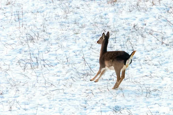 Fallow Veado Inverno Neve Feminino Dama Dama — Fotografia de Stock