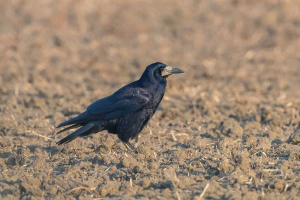 Wieża Polu Corvus Frugilegus — Zdjęcie stockowe