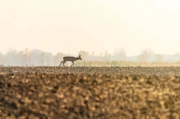 Roe Szarvas Buck Ősz Capreolus Capreolus Vadon Élő Szarvas Természetben — Stock Fotó