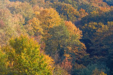 Sonbahar Ormanı Renkli Ağaçlar ve Yapraklar, Arka plan Sonbahar Ağaçları, Sonbahar Dokuları