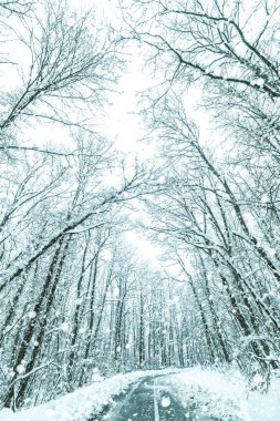 Kış ormanı kar yolu. Orman yolu kış kar manzaralı. 