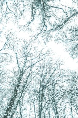 Ağaçların tepesinde kar, ağaçların tepesinde taç. 