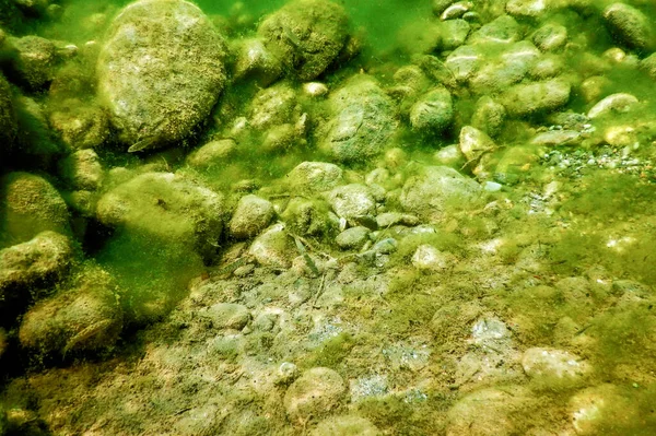 Skały Podwodne Korycie Rzeki Pokryte Zielonymi Algami Jakość Wody — Zdjęcie stockowe