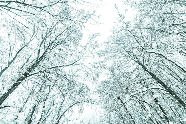 白雪覆盖树梢 冬树树冠 — 图库照片