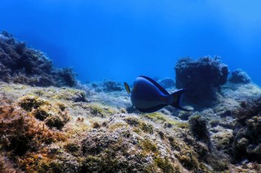 Sohal Cerrah Balığı, Sohal Tang (Acanthurus Sohal) Deniz yaşamı