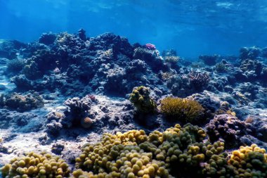 Mercan resifinin sualtı manzarası, tropikal sular, deniz yaşamı.