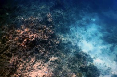 Mercan beyazlaması, ölü mercan resifi küresel ısınma ve iklim değişikliği yüzünden öldü.