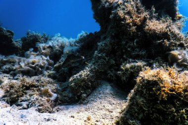 Su altı resifleri, deniz yosunları, mavi sualtı arka planı.