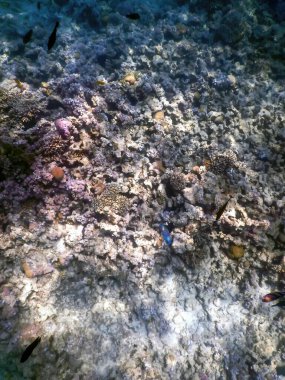 Mercan resifinin sualtı manzarası, tropikal sular, deniz yaşamı.