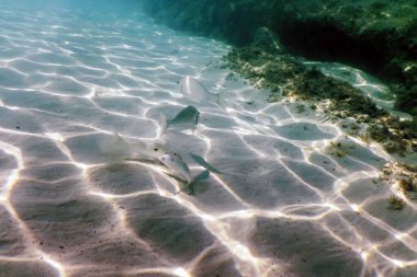 Kumlu deniz dibi deniz yaşamı, sualtı geçmişi.