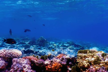 Mercan resifinin sualtı manzarası, tropikal sular, deniz yaşamı.