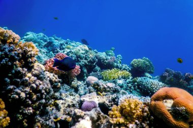 Mercan resifinin sualtı manzarası, tropikal sular, deniz yaşamı.