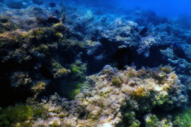 Su altı resifleri, deniz yosunları, mavi sualtı arka planı.