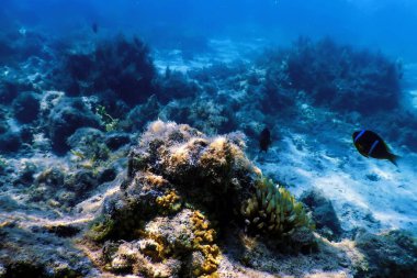Su altı resifleri, deniz yosunları, mavi sualtı arka planı.