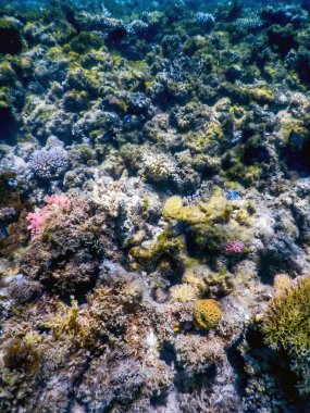 Su altı resifleri, deniz yosunları, mavi sualtı arka planı.