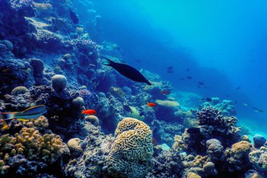 Mercan resifinin sualtı manzarası, tropikal sular, deniz yaşamı.