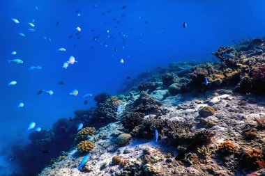Mercan resifinin sualtı manzarası, tropikal sular, deniz yaşamı.