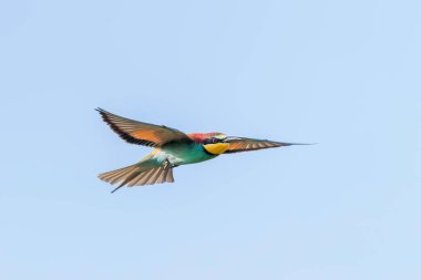 Avrupa Arı Yiyen Uçuyor (Merops Apiaster)