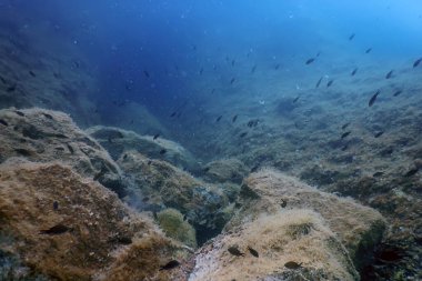 Deniz Yaşamı Su Altında Kayalar Güneş Işığı, Su Altında Yaşam, Vahşi Yaşam