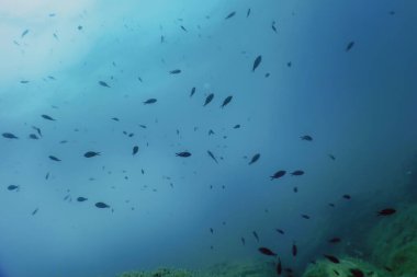 Deniz Yaşamı Su Altında Kayalar Güneş Işığı, Su Altında Yaşam, Vahşi Yaşam