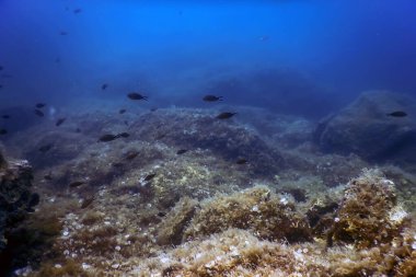 Deniz Yaşamı Su Altında Kayalar Güneş Işığı, Su Altında Yaşam, Vahşi Yaşam