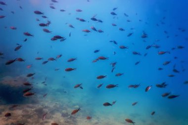 Deniz Yaşamı Su Altında Kayalar Güneş Işığı, Su Altında Yaşam, Vahşi Yaşam