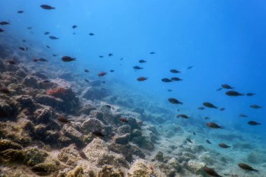 Deniz Yaşamı Su Altında Kayalar Güneş Işığı, Su Altında Yaşam, Vahşi Yaşam
