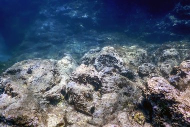 Deniz Yaşamı Su Altında Kayalar Güneş Işığı, Su Altında Yaşam, Vahşi Yaşam