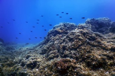 Deniz Yaşamı Su Altında Kayalar Güneş Işığı, Su Altında Yaşam, Vahşi Yaşam