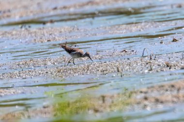 Çulluk, Orman Çulluğu Uçuşu (Tringa Glareola) Uçan Kuş