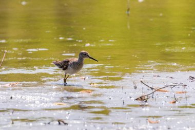 Çulluk, Çulluk Sığ Su 'da (Tringa glareola) Çulluk Kuş Çulluğu