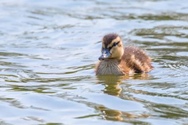 Su yüzeyinde ördek yavrusu, ördek yavrusu yüzüyor.
