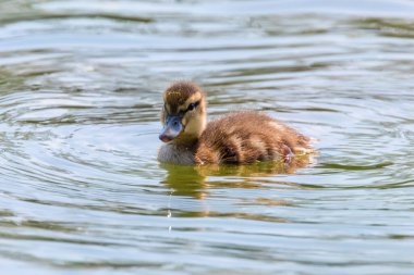 Su yüzeyinde ördek yavrusu, ördek yavrusu yüzüyor.