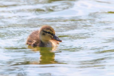 Su yüzeyinde ördek yavrusu, ördek yavrusu yüzüyor.