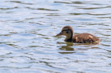 Su yüzeyinde ördek yavrusu, ördek yavrusu yüzüyor.